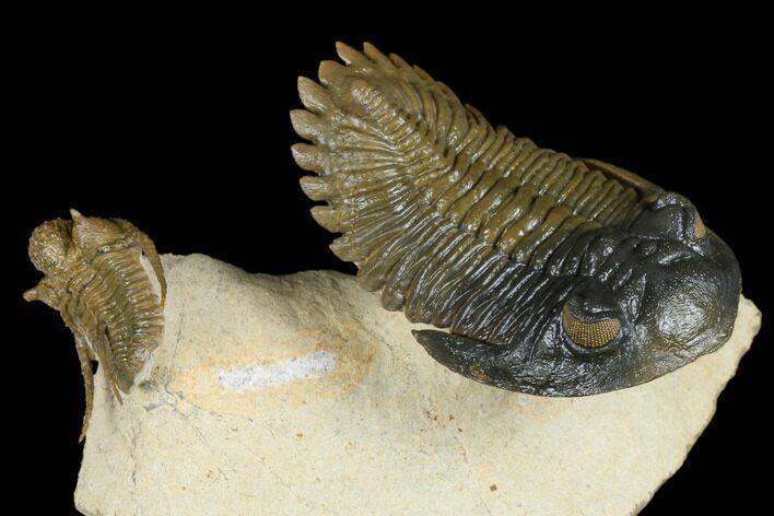 Flying Hollardops Trilobite With Cyphaspis - Orange Eyes! #174894